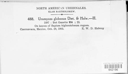 Uromyces globosus image